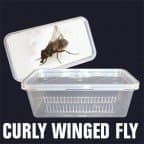 Curly Winged Flies
