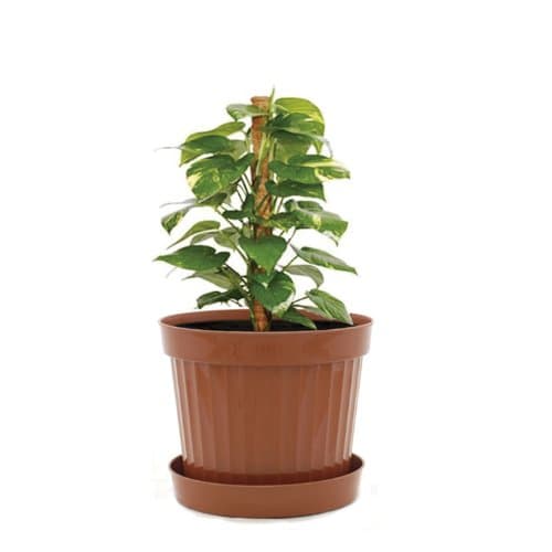 Plastic Decorative Pots #1 Terracota, 6 Pack