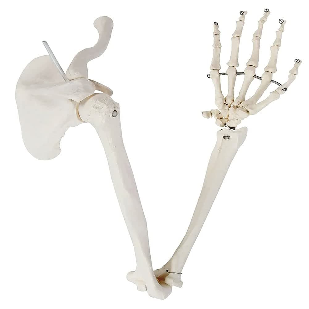 Life-Size Human Arm Skeleton Model with Arm Bones Plus Clavicle, Scapula And Articulated, PVC Material Arm Skeleton Structure Anatomy Aids for Medical Demonstration, Ideal Mold