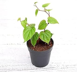 Paan Leaf Live Plant, Banarasi Maghai Paan, Meetha Paan, Medicinal Herb with pot (4)