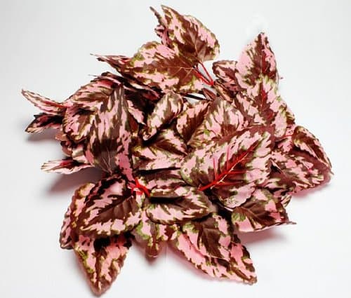 – Coleus Vine 190cm