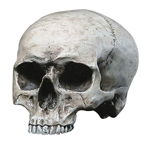 Markus Mayer Human Skull Decorative Standard
