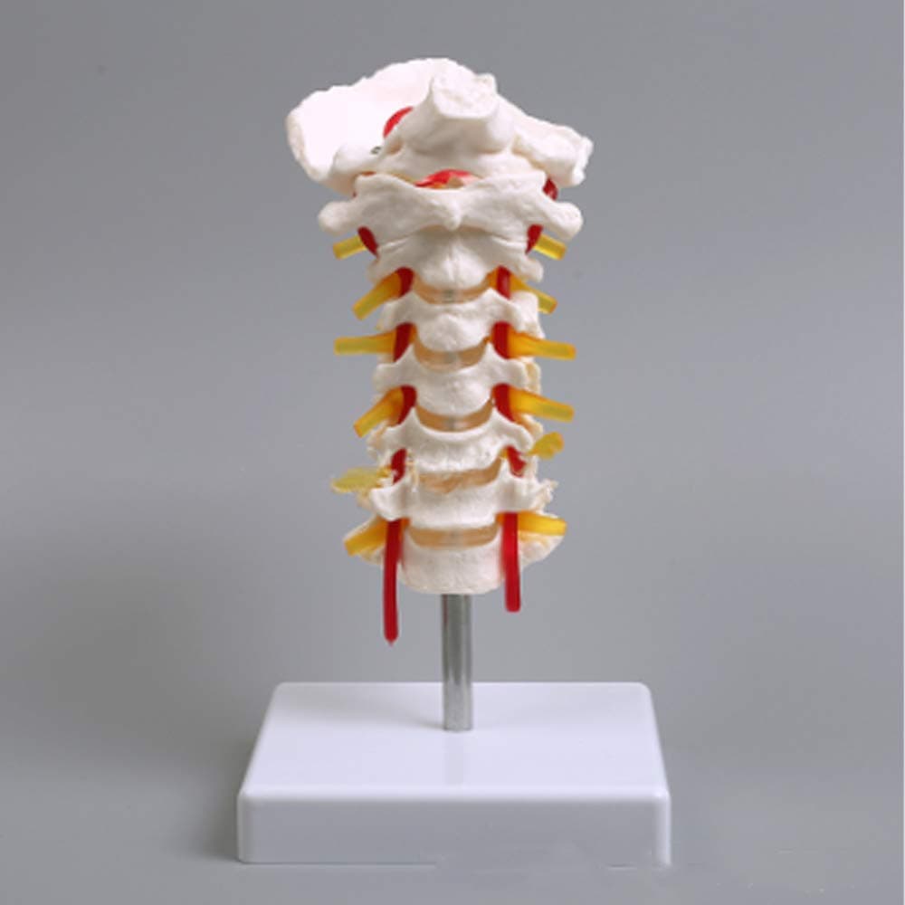 Educational Model Human Cervical Vertebrae Model with Occipital Bone, 7-Section Cervical Spine Life Size Skeletal Model for Medical Anatomy Teaching Aids Classroom Demonstration
