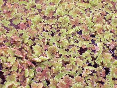 865400 - Azolla - Azolla - Each