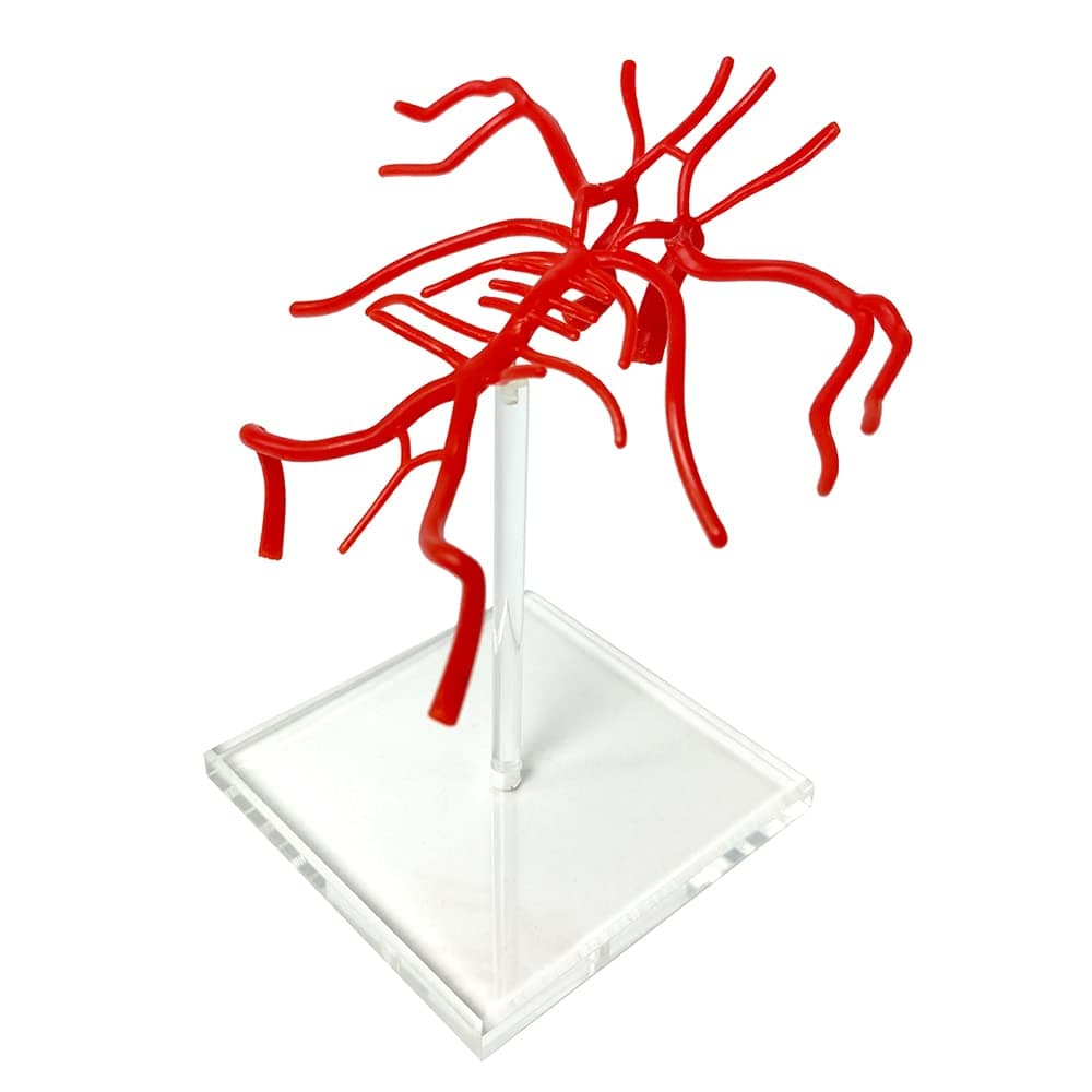 Brain Artery Model