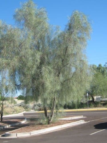 Shoestring Acacia Willow Tree Seeds