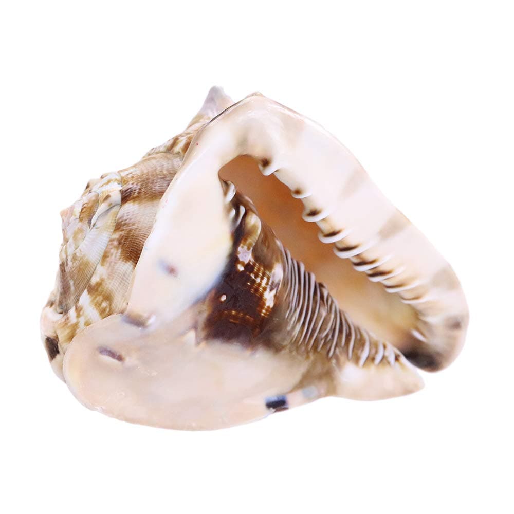 King Helmet Seashell 6-7″ Cassis Tuberosa Shell