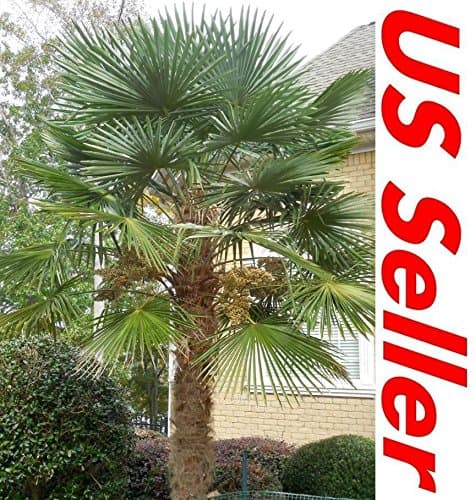 Windmill Palm Tree Seeds T31 (15)