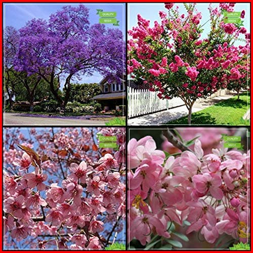 Creative Farmer For Garden Combo Tree Seeds : Jacaranda, Queen Crape Myrtle, Himalayan Cherry, Apple Blossom Tree Seeds For Gardening