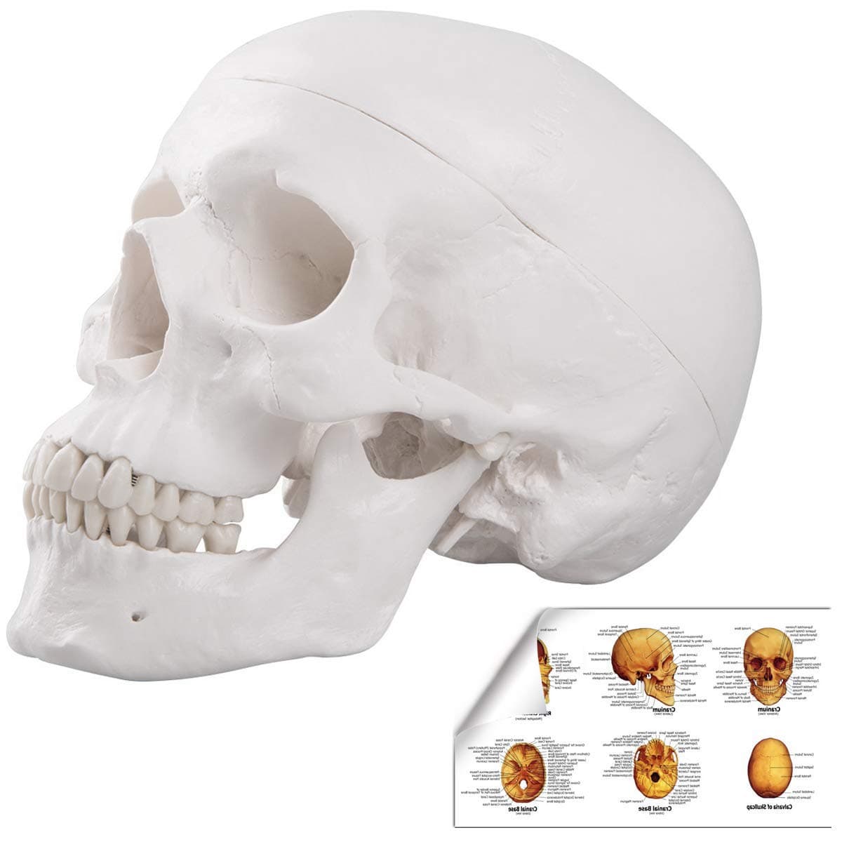 LYOU Human Skull Model for Learning, Skull model, Life Size Human Head Skull Anatomical Model, Not Smudged for Medical Student Human Anatomy Study Course(White Skull)
