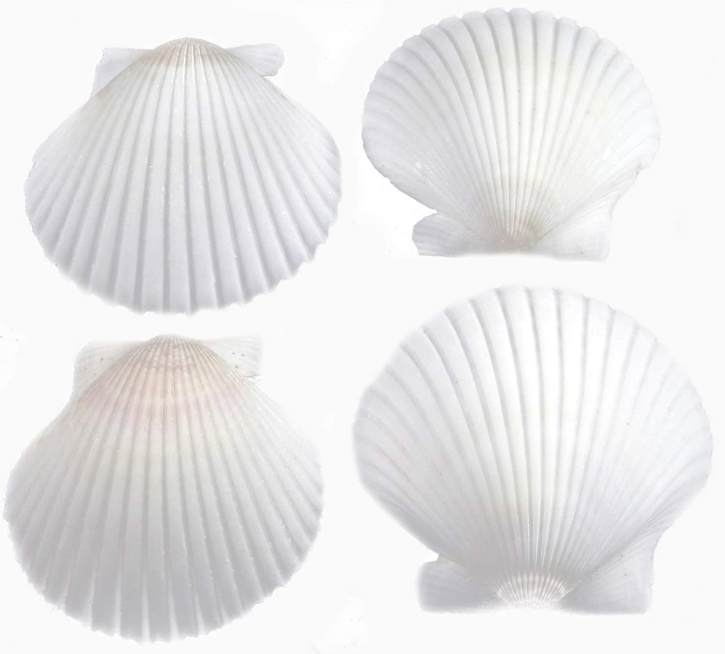 25 White Florida Scallop Shells (About 2") Seashells Display Box for Beach Wedding Decor and Ocean Crafts.