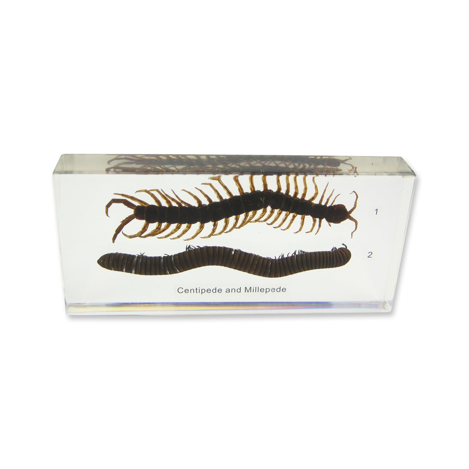 REALBUG Centipede & Millipede Comparison Small