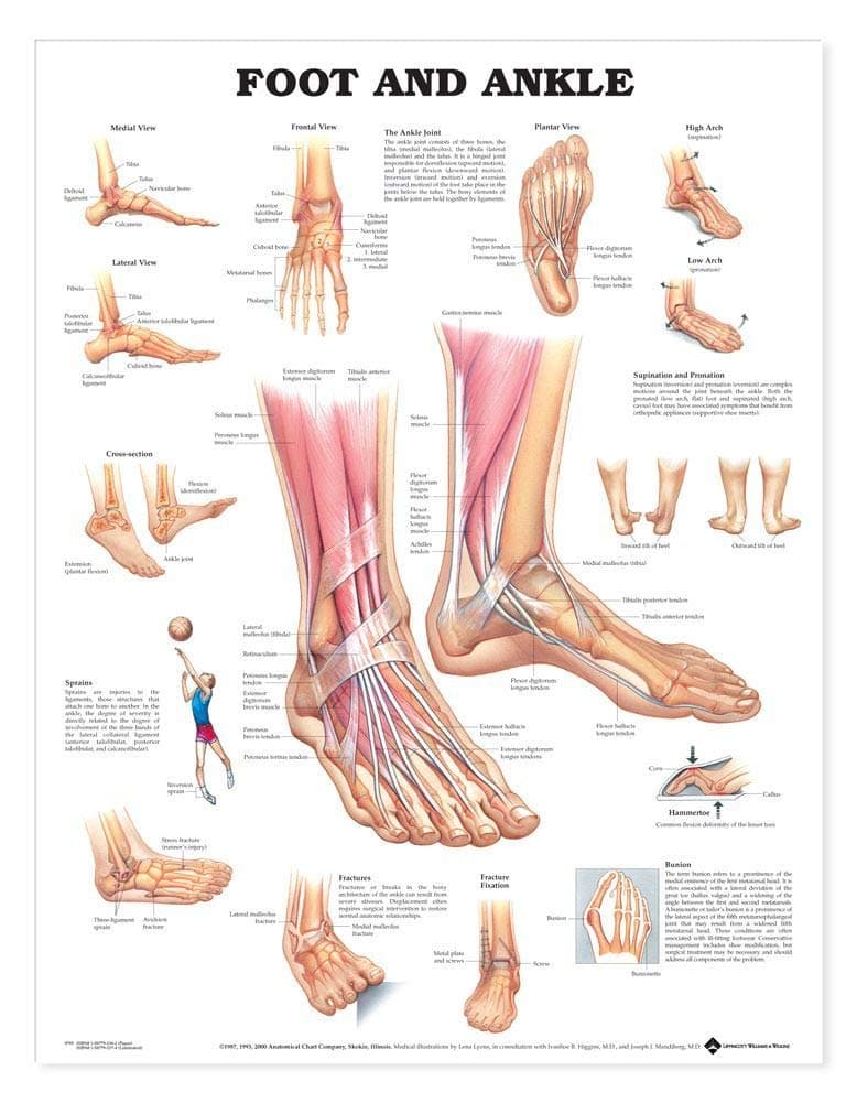 Foot and Ankle Anatomical Chart