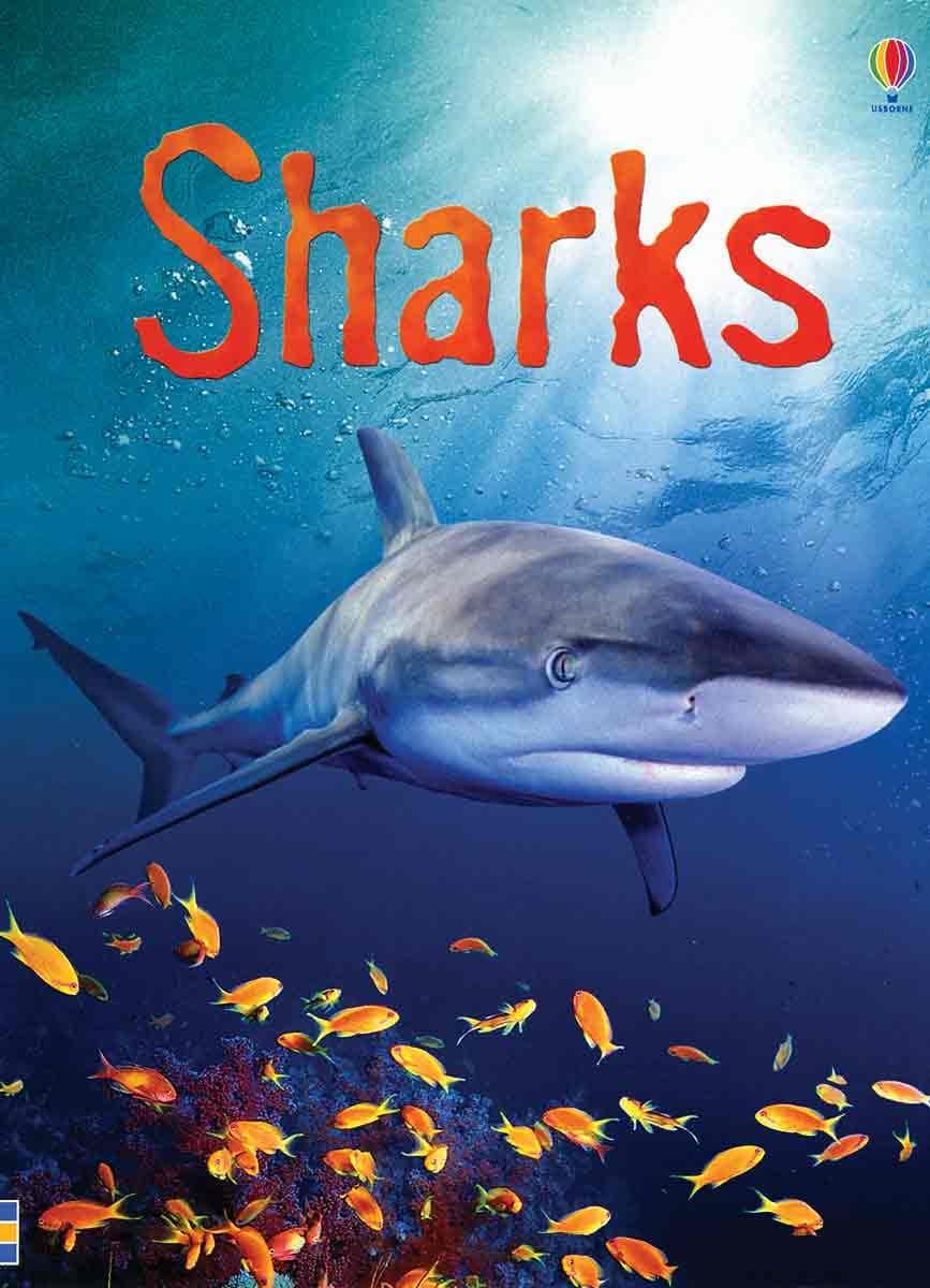 Sharks (Usborne Beginners)
