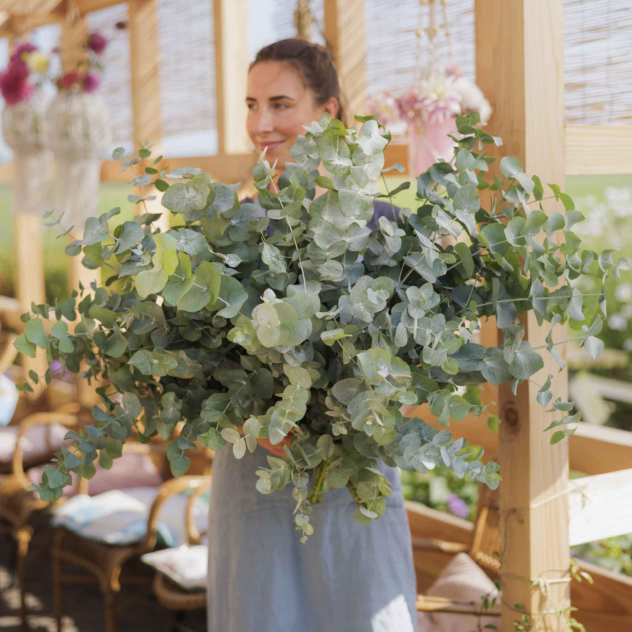 Eden Brothers Eucalyptus Seeds - Silver Dollar