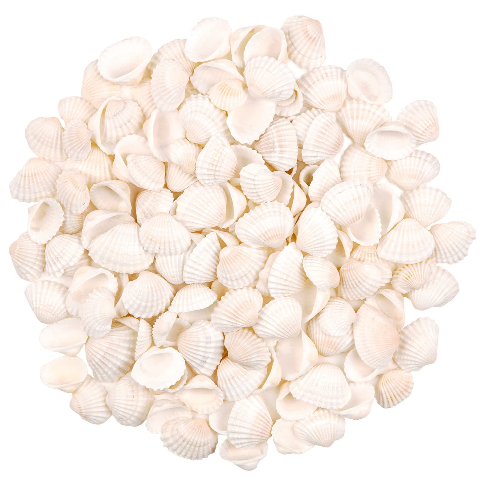 SINKOO Bulk Natural White Small Seashell Clam Super Shells Assortment for DIY Craft Beach Decor