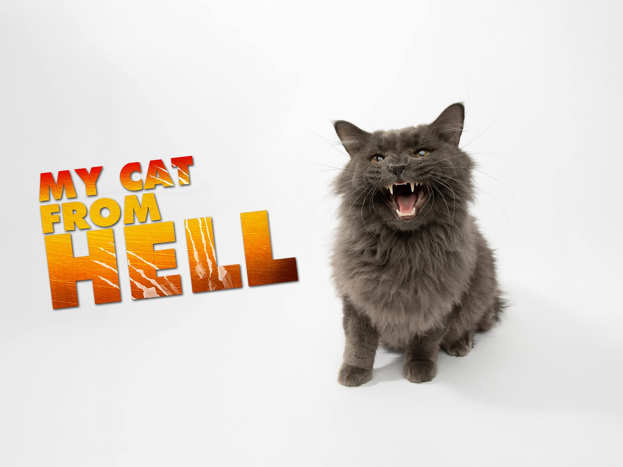 My Cat From Hell Season 5
