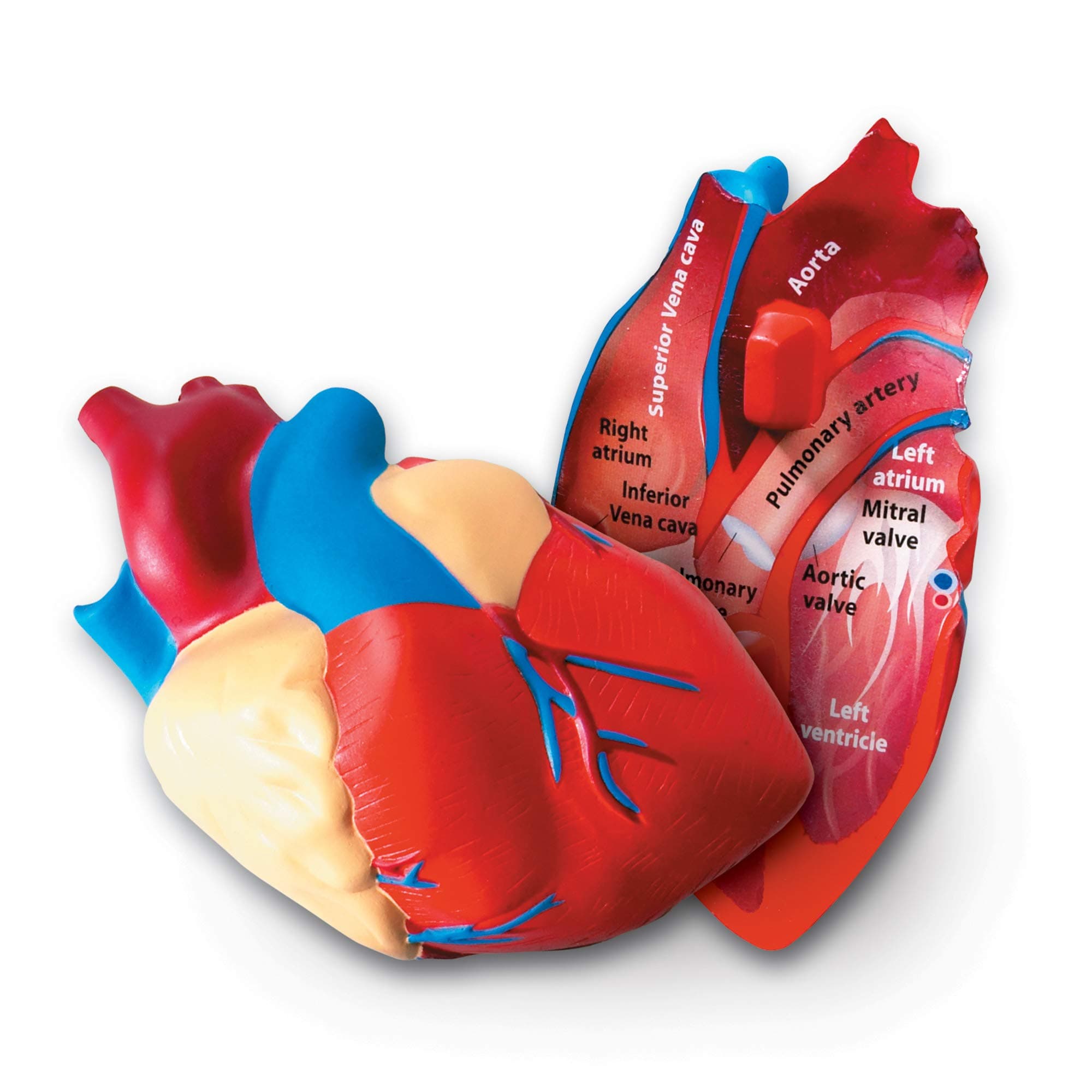 Learning Resources Cross-Section Human Heart Model, Large Foam Classroom Demonstration Model, 2Piece, Grades 2+, Ages 7+