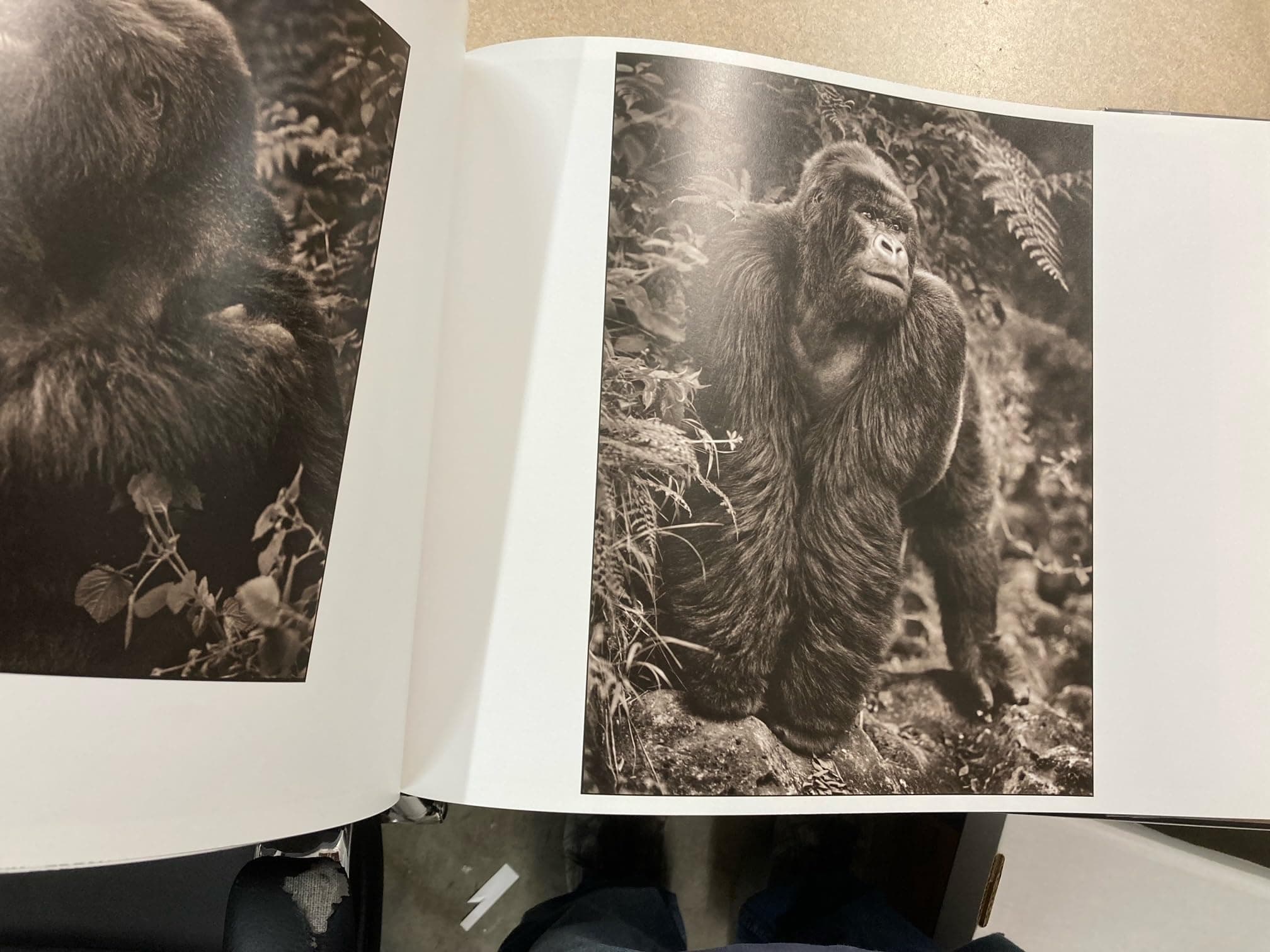 A Shadow Falls Hardcover – September 1, 2009