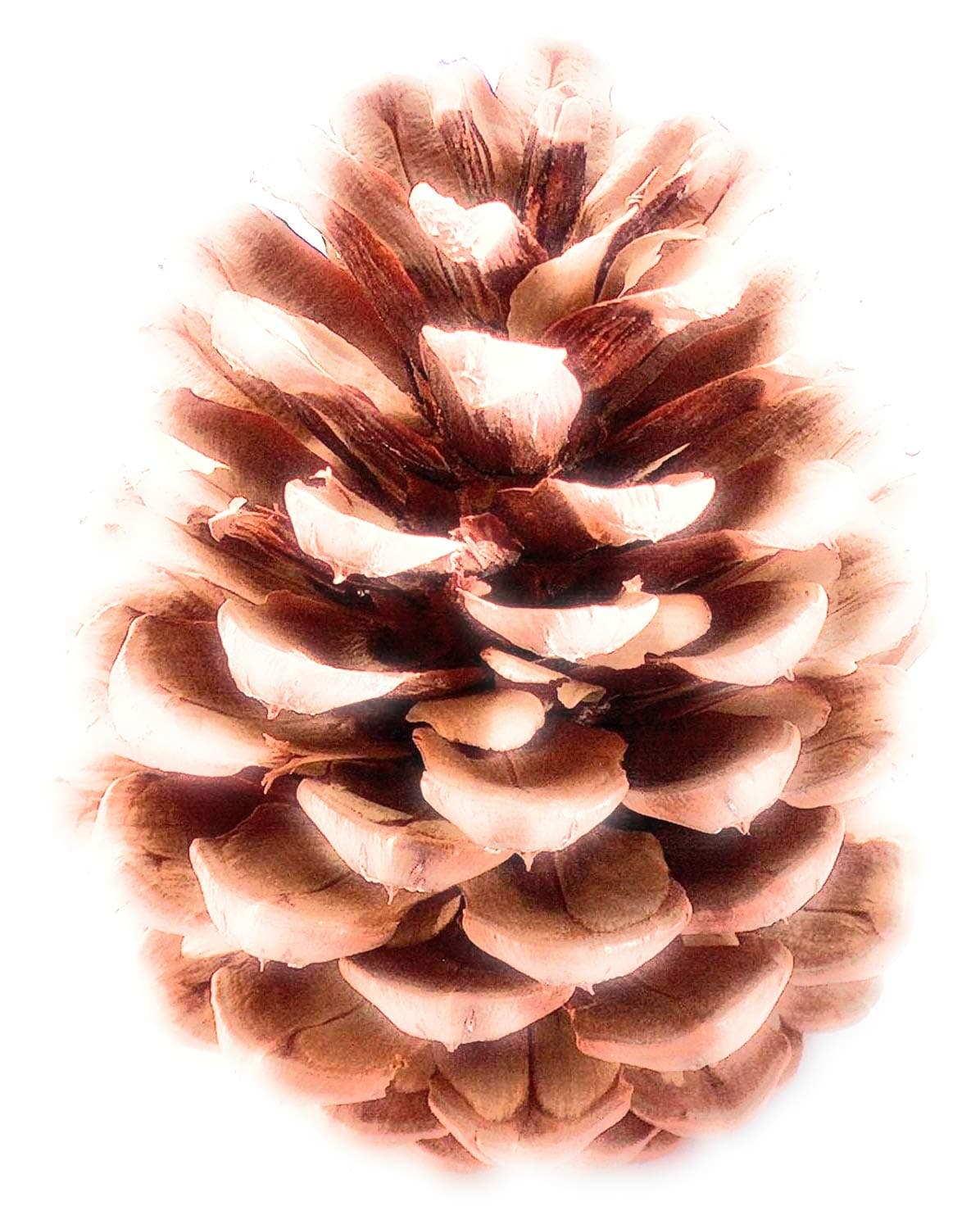 drieddecorJeffries Large Pine Cones (PineCones)
