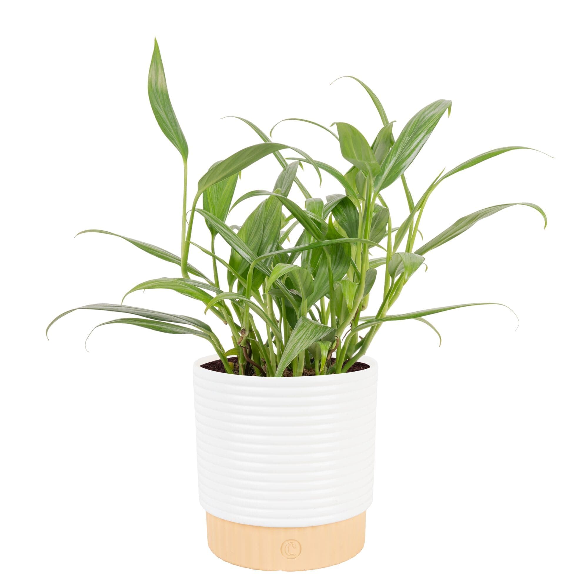 Live Pothos Plant, Assorted Devil's Ivy in Decorative Pot, Easy to Maintain, Air Purifying Indoor Houseplant, Home, Room, or Office Decor, House Warming or Birthday Gift, 12-14 Inches Tall