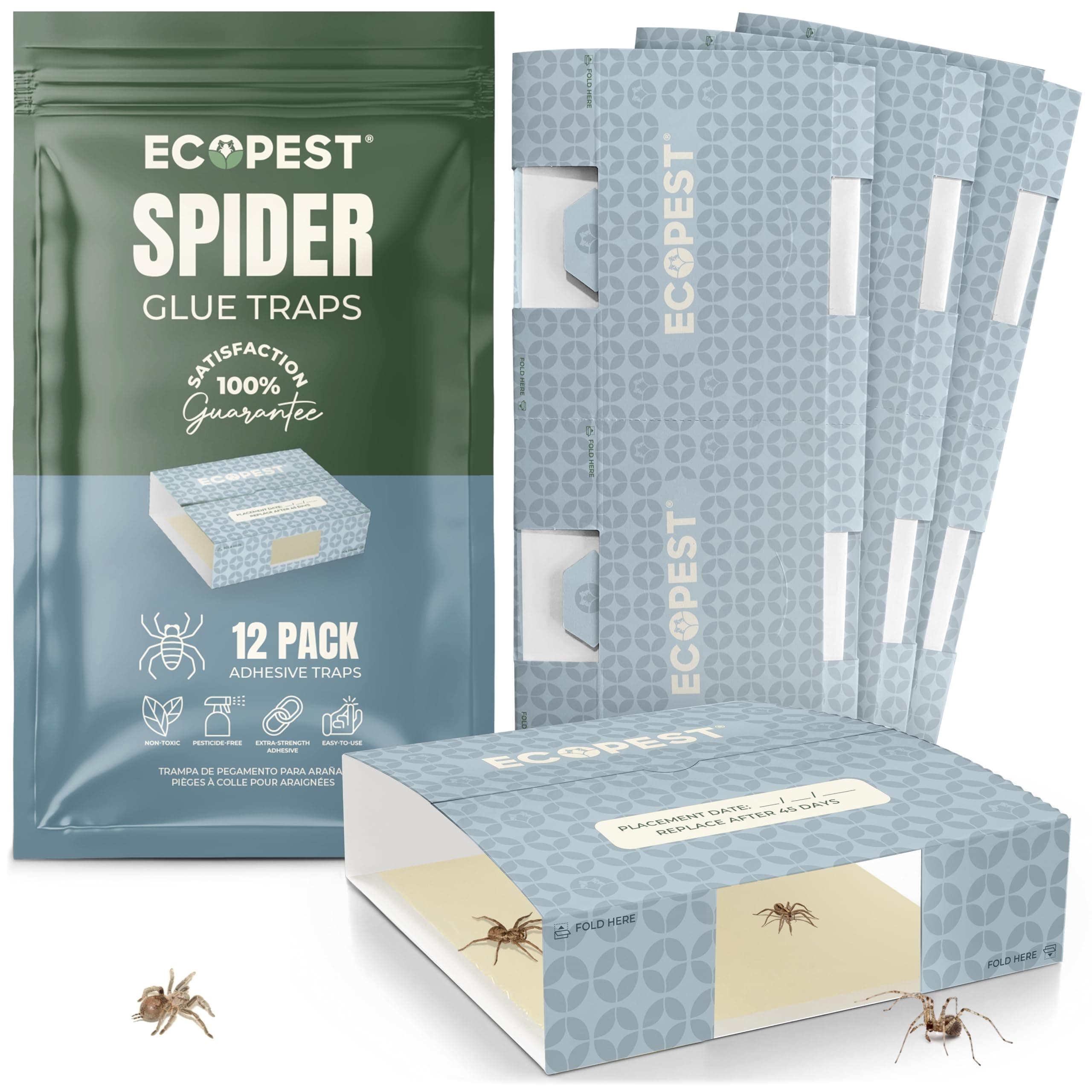 Spider Glue Trap