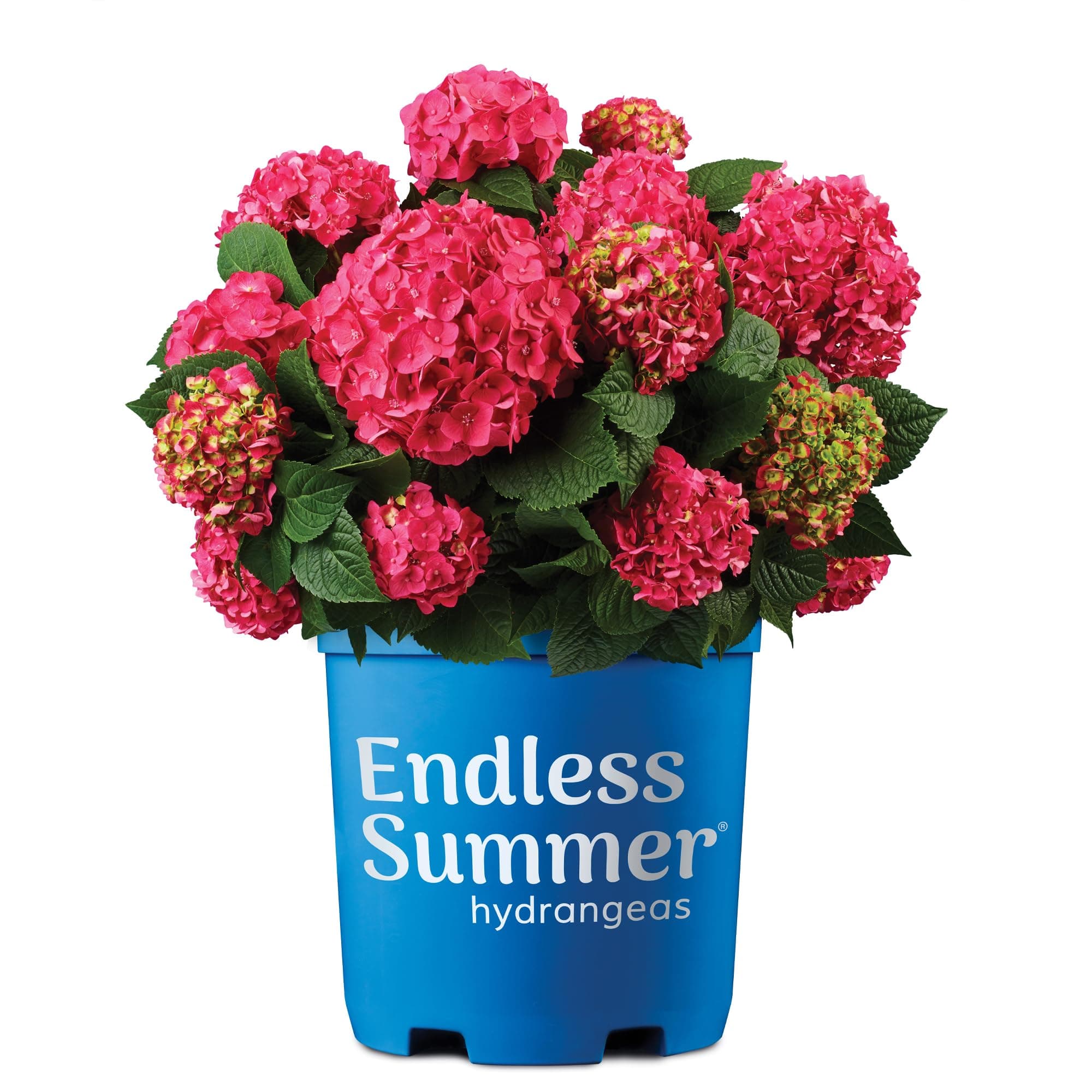 2 Gal. Summer Crush Hydrangea Shrub