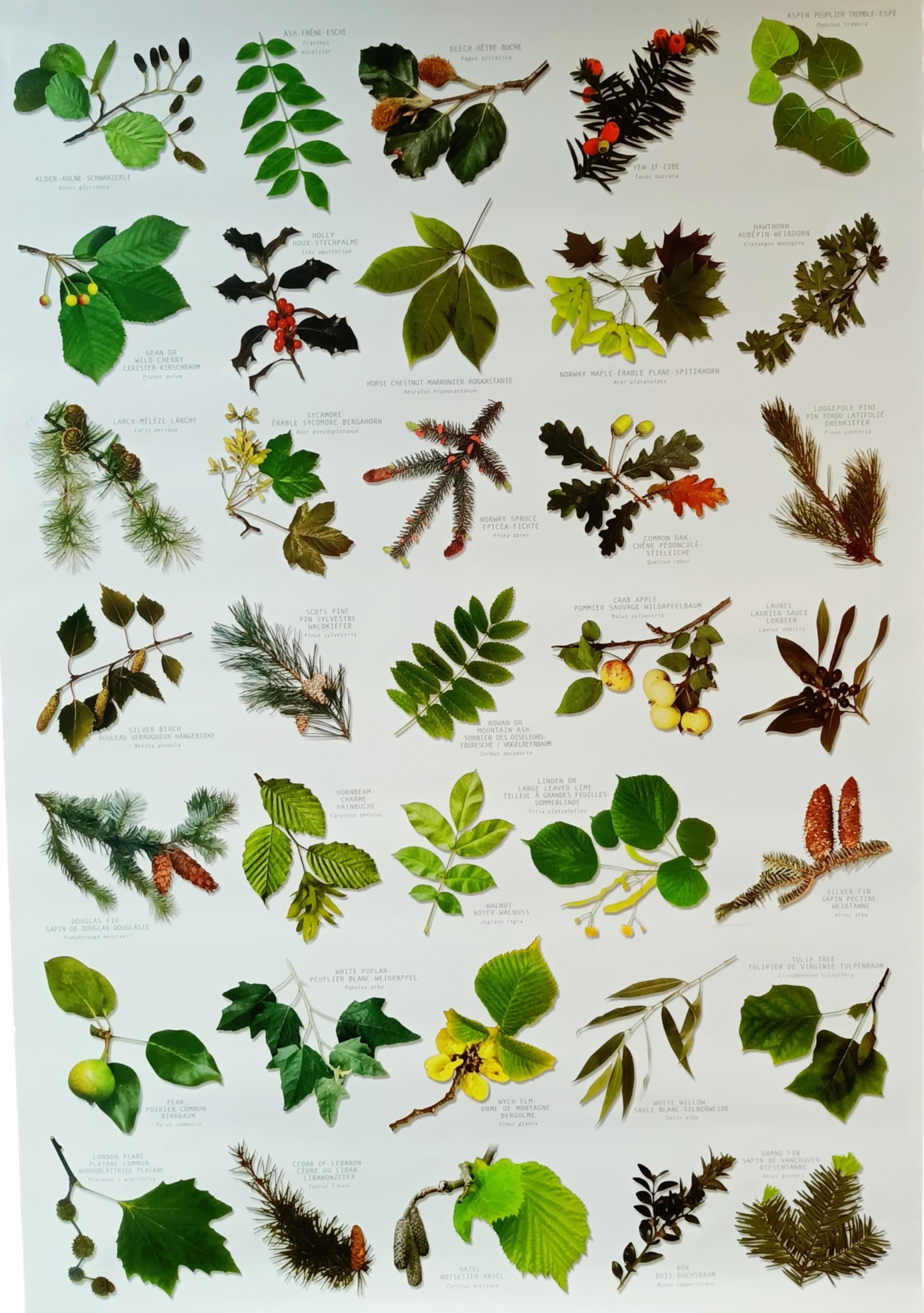 Buzz BRITISH TREE LEAF Nature Identification Poster - 35 Images of Tree Leaves - A3 Size