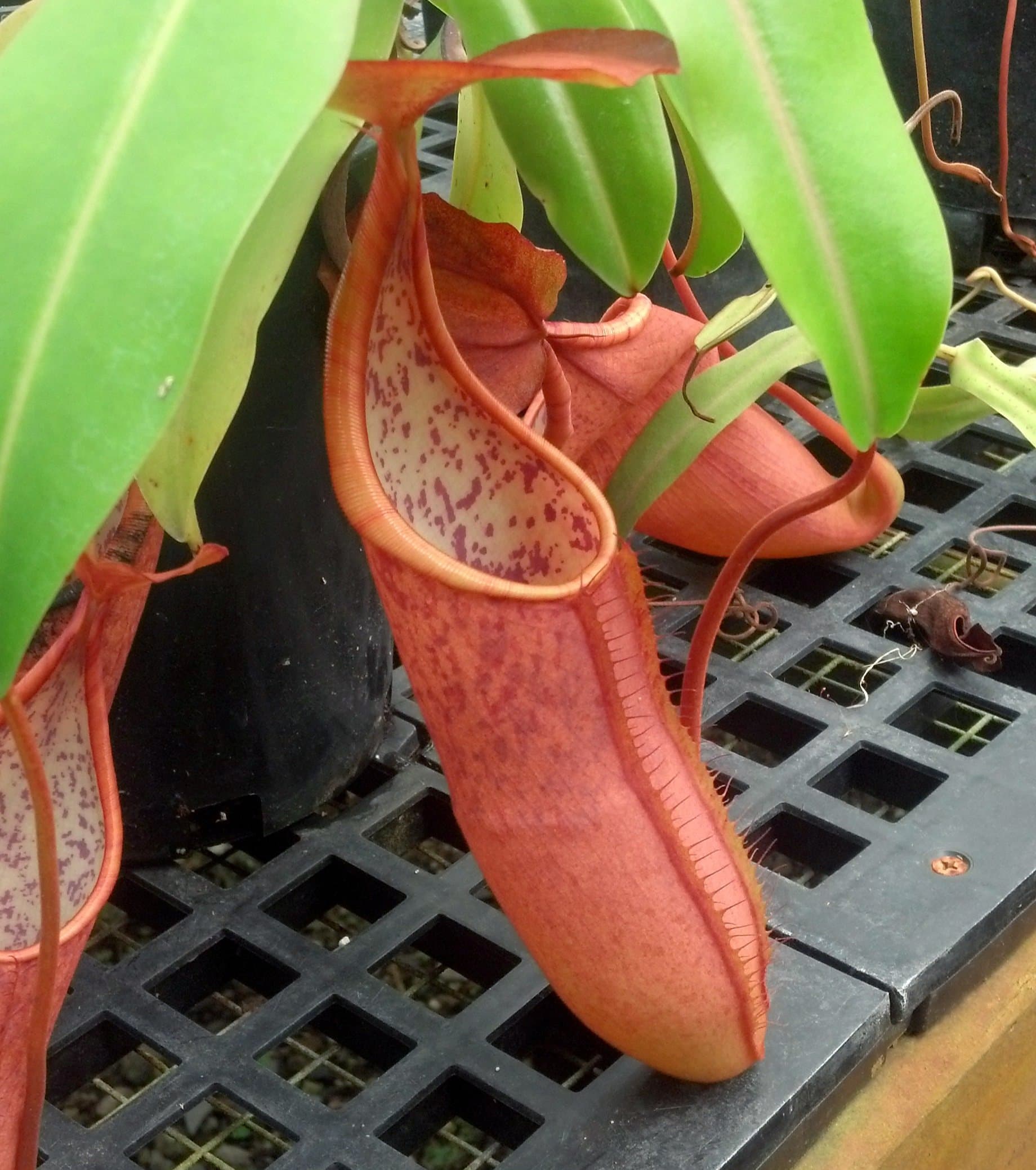 Nepenthes sanguinea - Medium