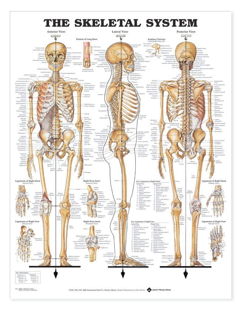 The Skeletal System Giant Chart