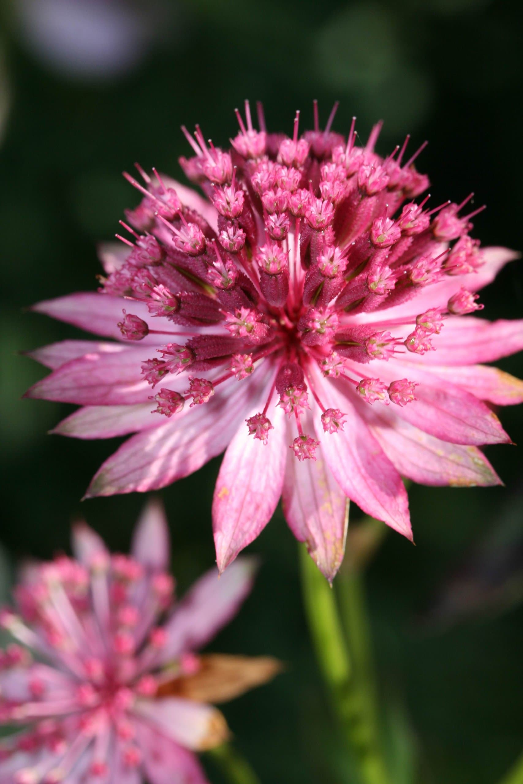 Astrantia major 'Roma' AGM
