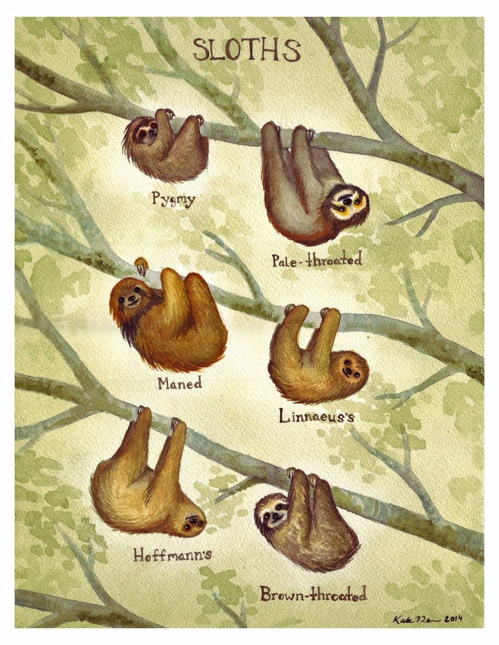 Sloths Field Guide Art Print